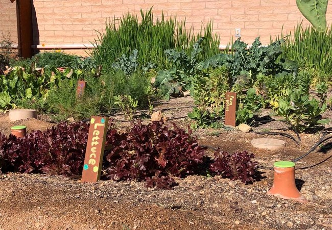 Flourishing garden of lettuce and other vegetables, with clay pots in the soil