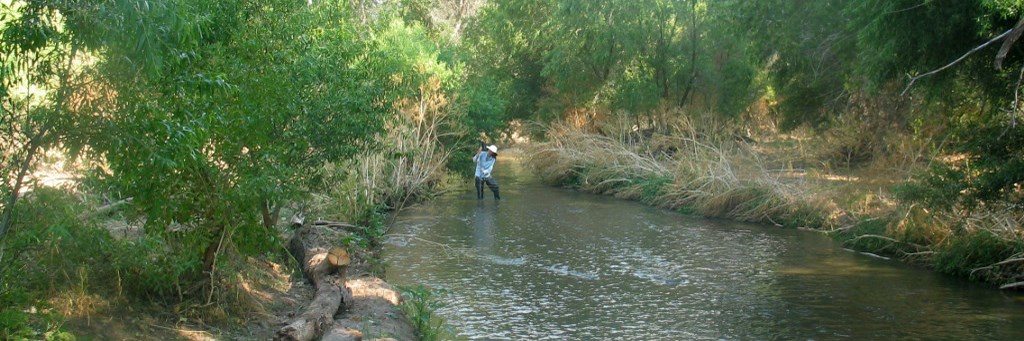 a person stands in the middle of a brown river surrounded by large trees.