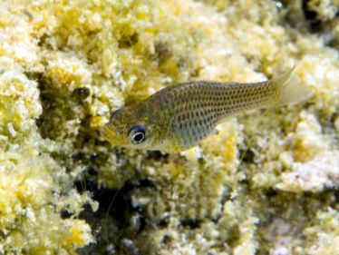 Fish of 1-2 inches. Black dots form horizontal stripes from head to tail.