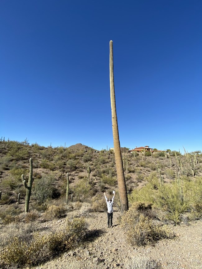Person stands with arms upstretched next to amazingly tall saguaro cactus