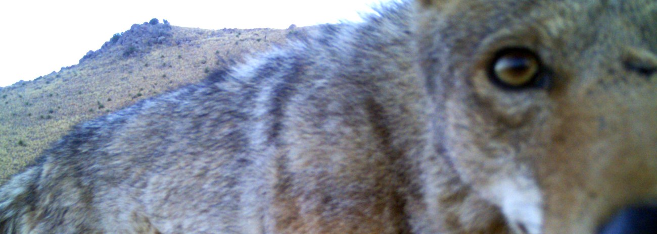 Wildlife camera photo of coyote, face close to camera, rocky ridge in background