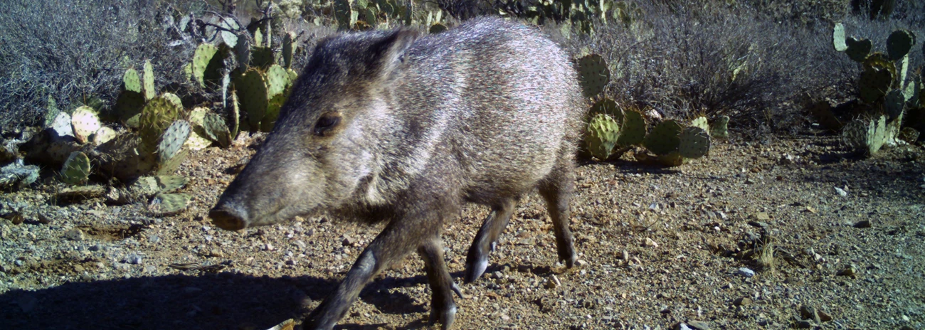 javelina Javelina walking past pricklypear