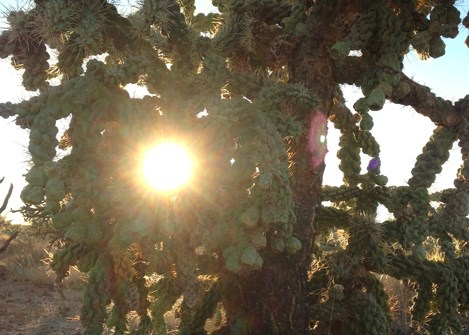 Sun and cholla