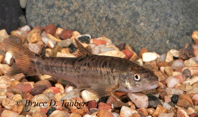 Speckled brown fish swimming near rocks