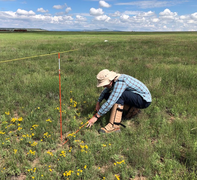 Grassland monitoring A person crouched down in a grassland looking at a stretched out measuring tape next to a pole in the ground.