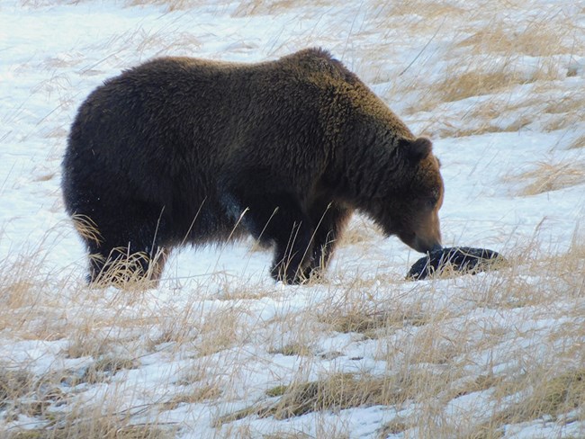 A brown bear on a snowy coast nosing a sea otter carcass.