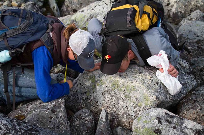 Two researchers peer into rocks looking at lichen.