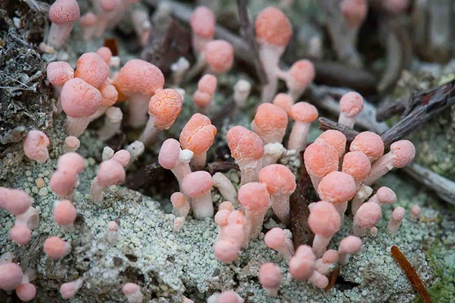 pink lichens from LACL