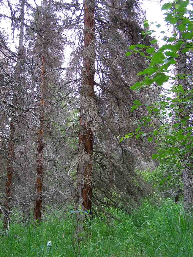 Trees killed by spruce beetle