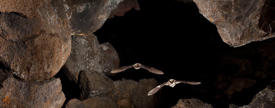 bats flying out of cave