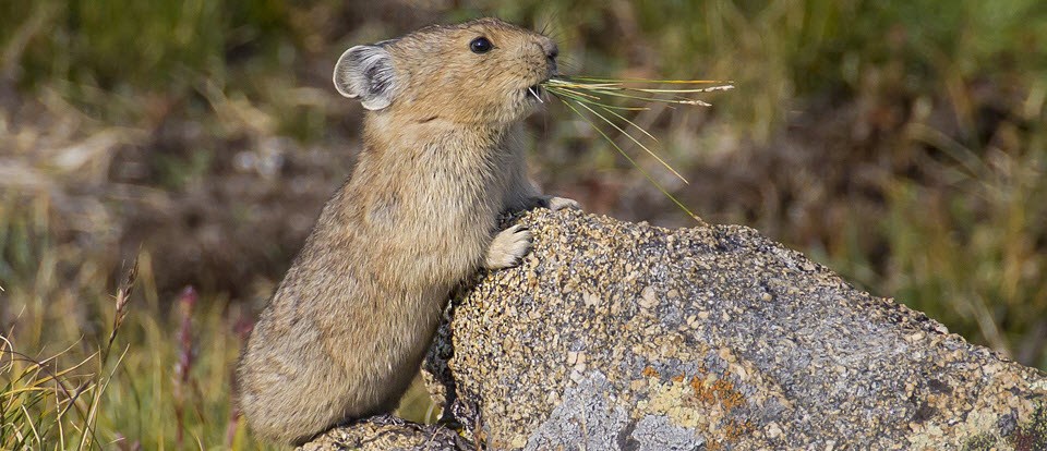 New app designed to monitor the American Pika in Colorado - The Longmont  Leader