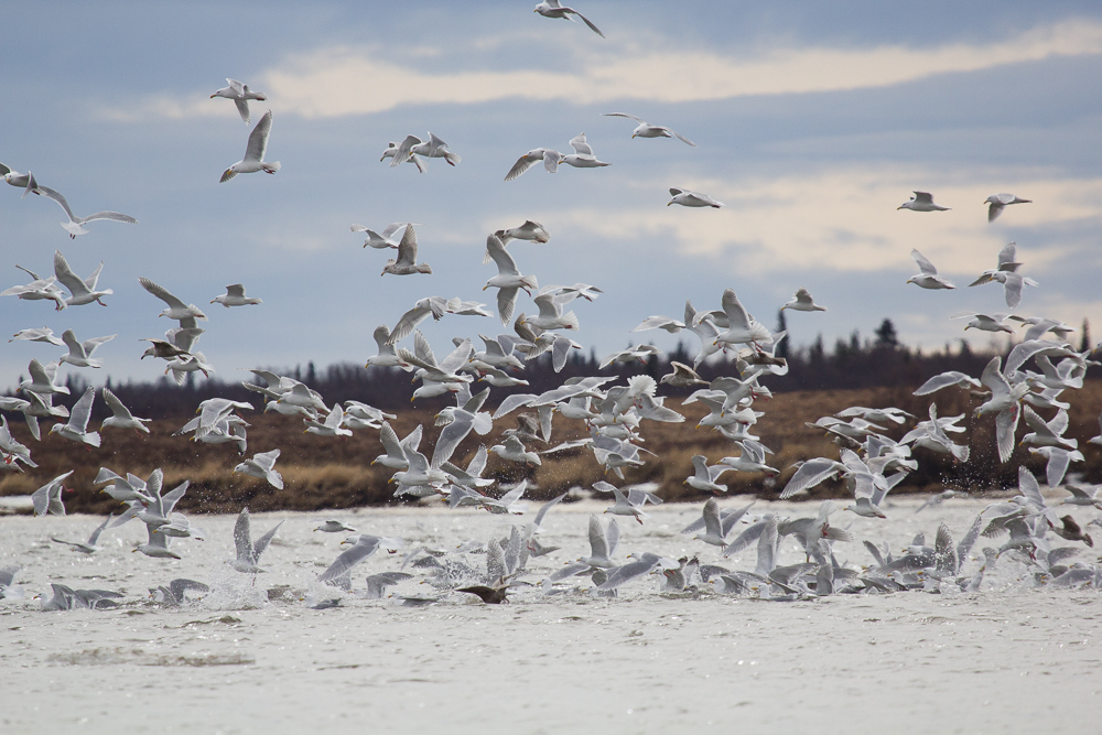 hundreds of gulls hover above the water, some diving in