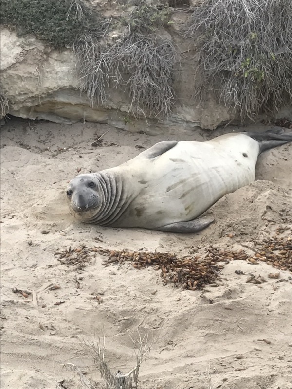 Elephant Seal on the shoreline