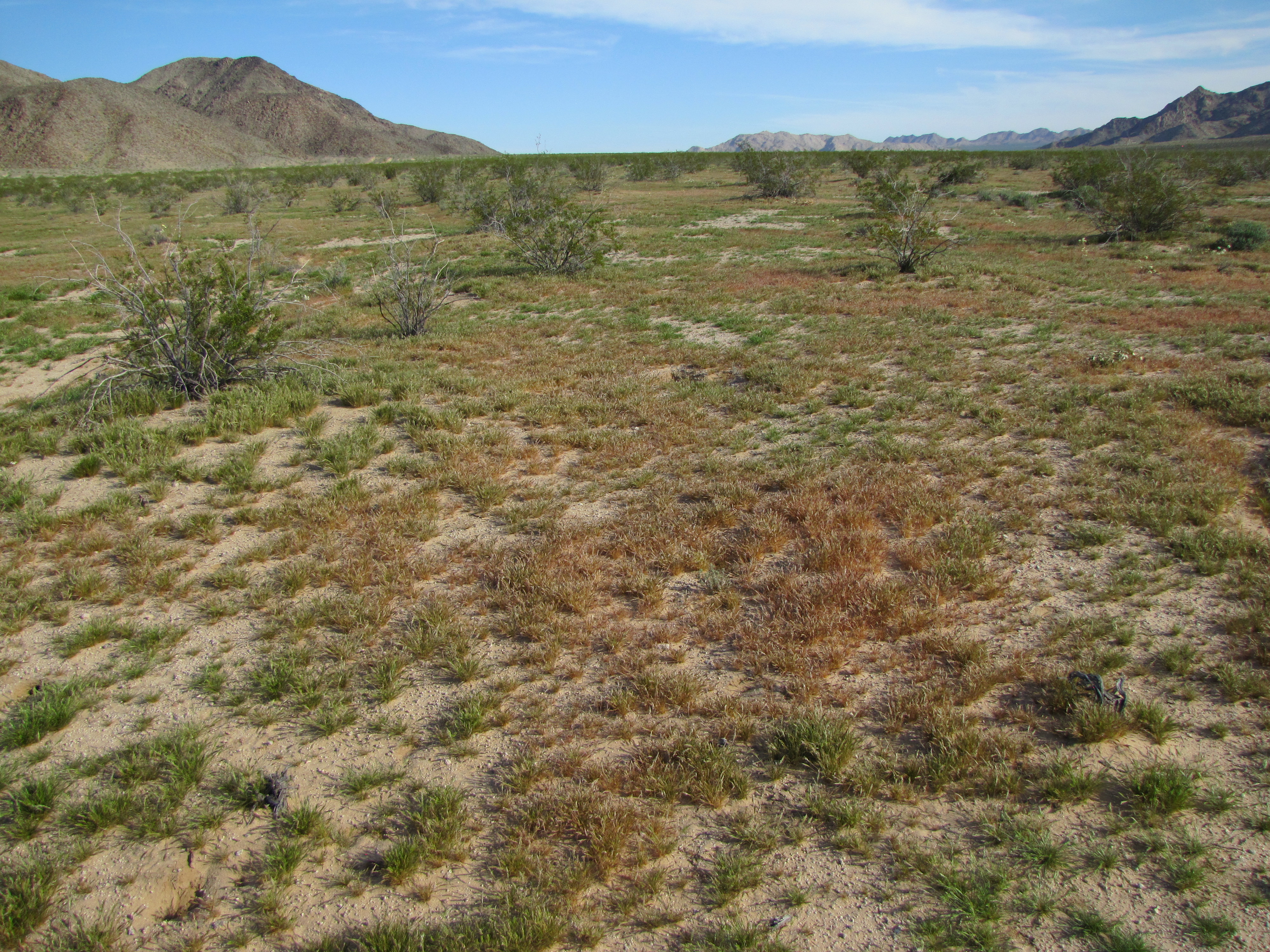 Rust-colored, low-lying grasses on a desert landscape. Photo: NPS / Neil Frakes