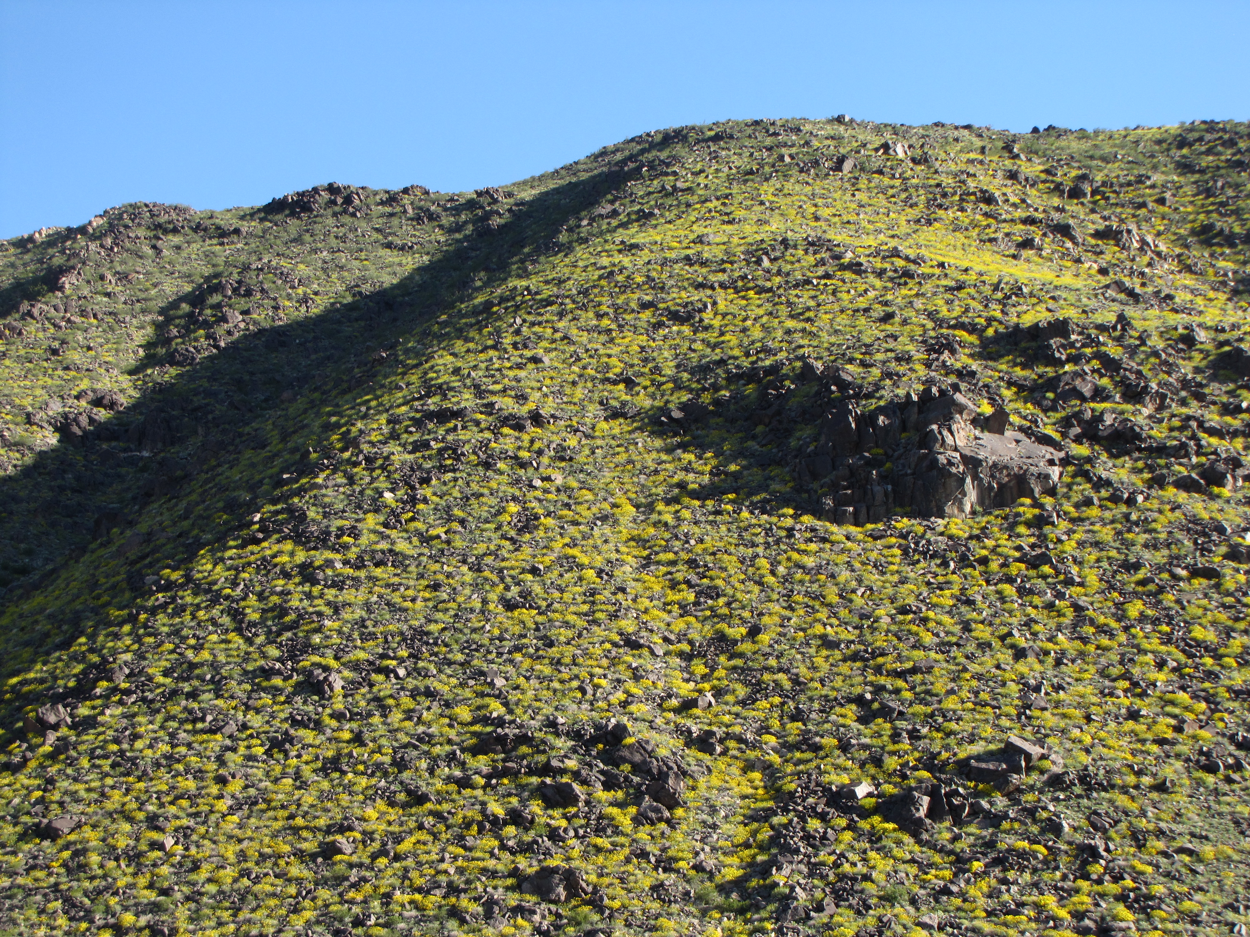 Color photo of a hillside covered in pops of yellow flowers. NPS / Neil Frakes