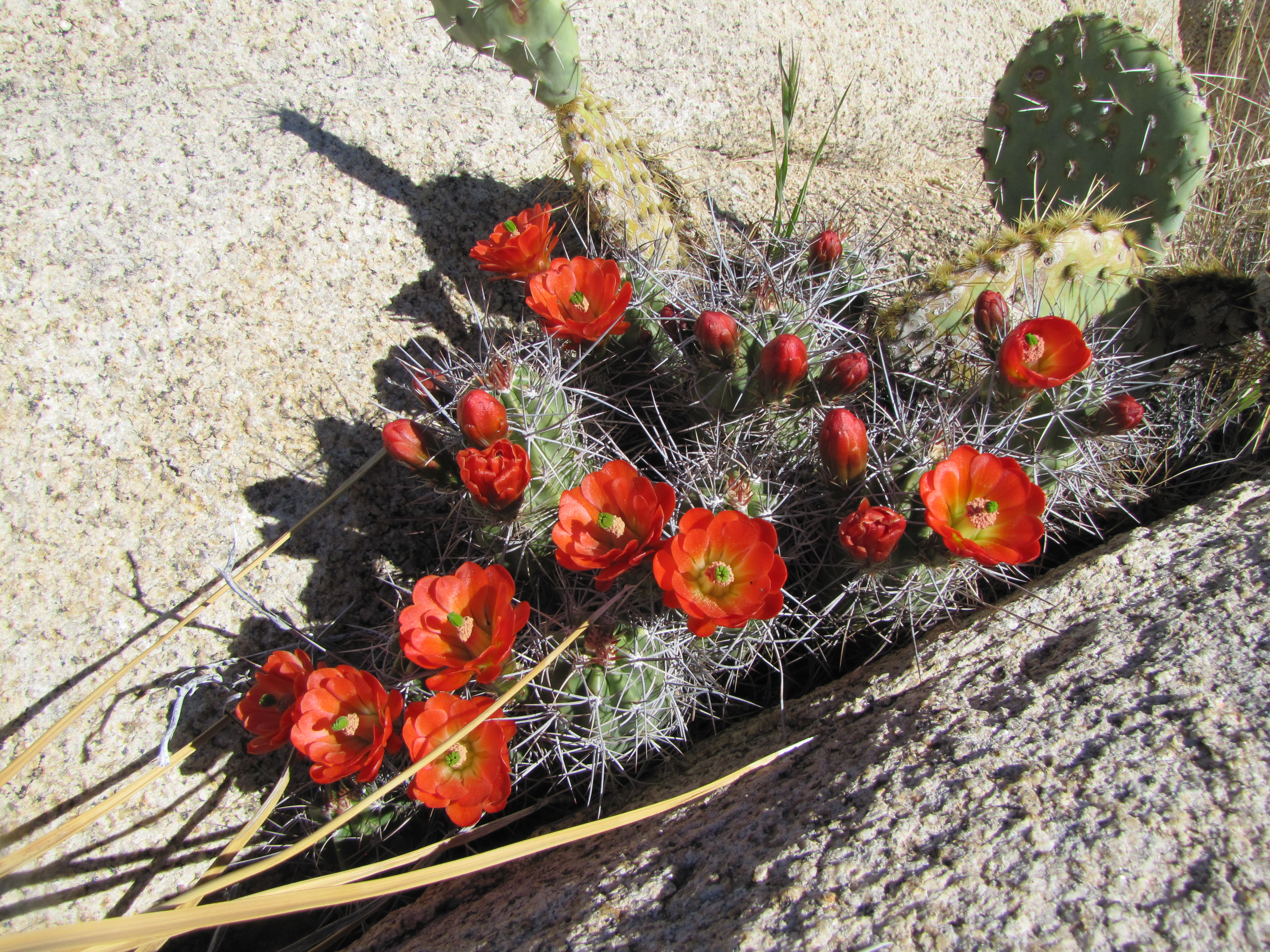 Color photo of orange flowers on a very spiny cactus. Photo: NPS / Neil Frakes