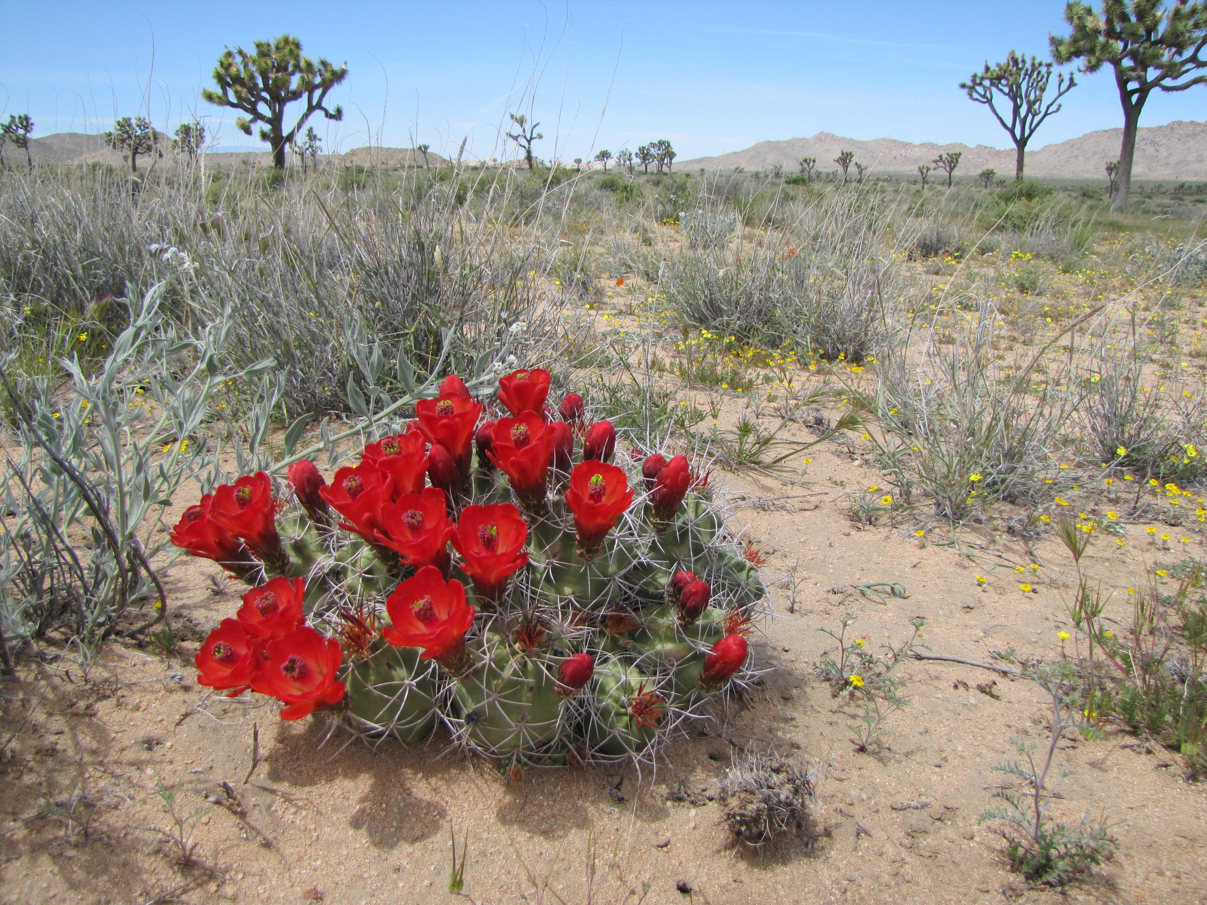 Color photo of a Mojave mound cactus covered in vibrant red flowers with Joshua trees lining the background.