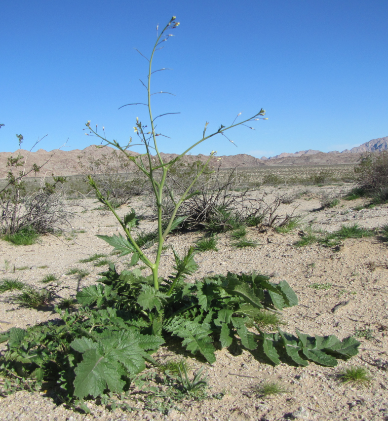 Scraggly, tall mustard in a sand dune area. Photo: NPS / Neil Frakes