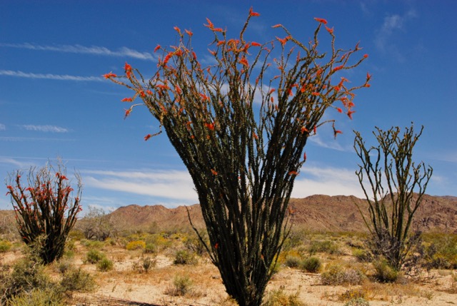 Color photo of a blooming ocotillo. Photo: Horace Birgh