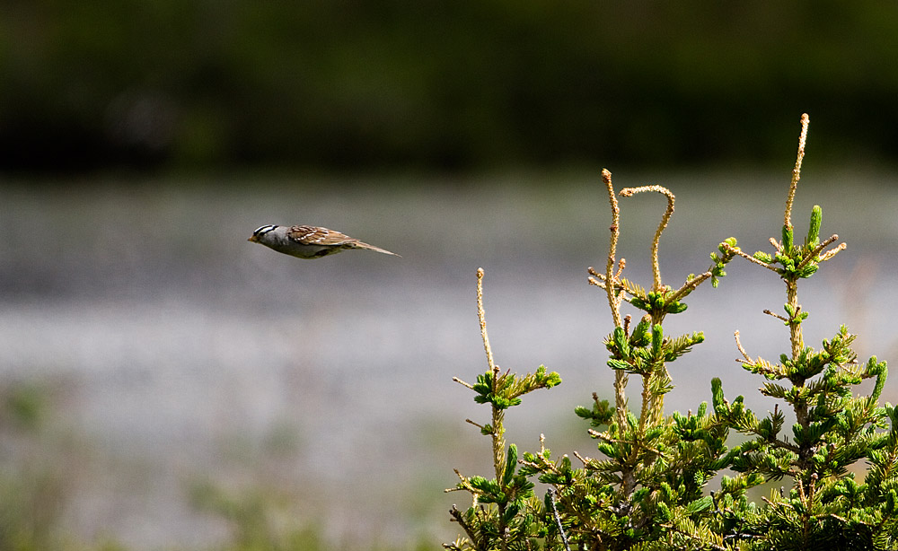 a white crowned sparrow in flight