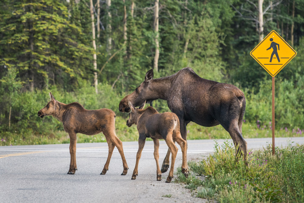 a cow moose and two small calves walk across a road at a cross walk