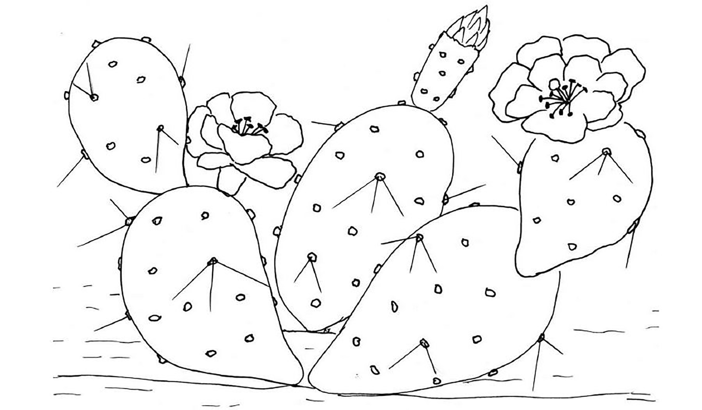 Раскраска Кактус для детей 5-6 лет