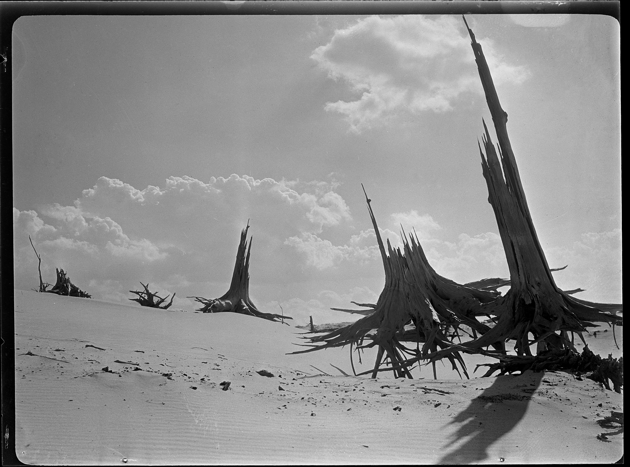Historic black and white photograph by Jun Fujita of a sandscape with sun-bleached, old, dead tree trunks emerging. 
