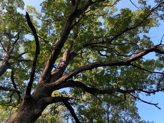 Large white oak tree as viewed from below; large dark branches stretch from a large trunk; green leaves adorn the branches and are contrasted with a bright blue sky.