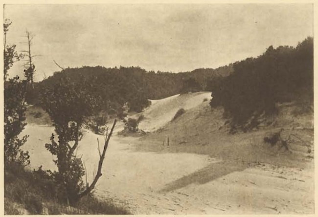 Sepia printed historic photograph of forested dunes in the background with cleary sandy slopes in the foreground.
