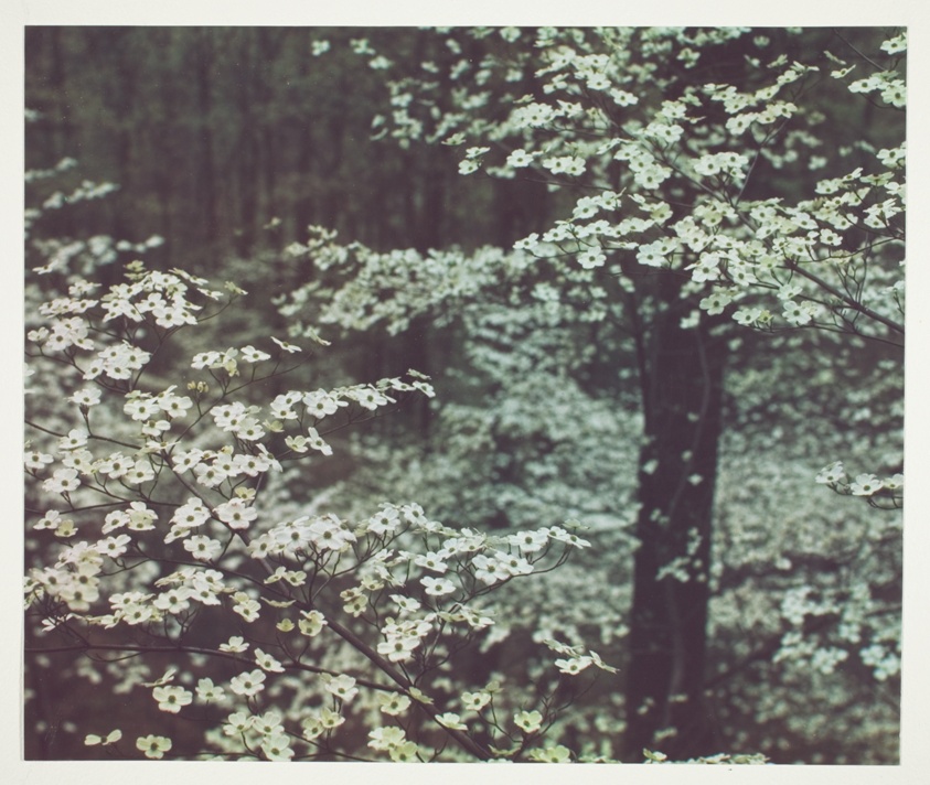 Historic color photograph by Jun Fujita of a flowering dogwood tree in full bloom. White petals with green centers cover the branches of a tree. 