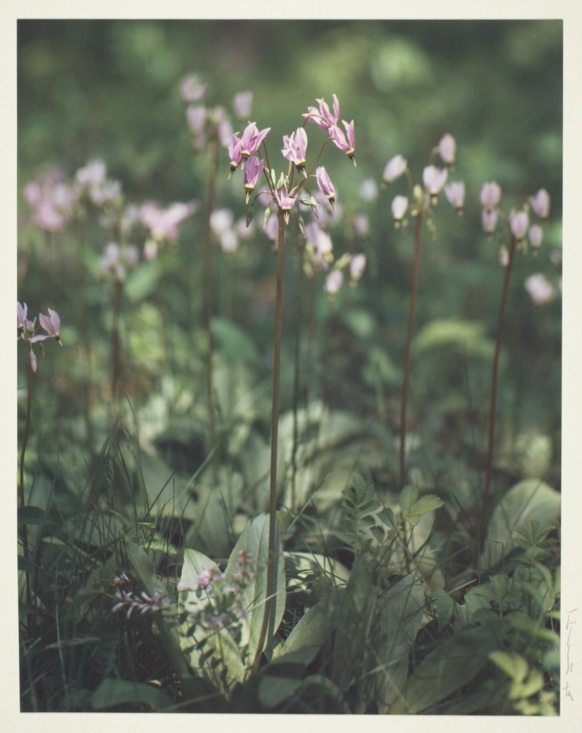 Historic color photograph of Dodecatheon meadia, shooting stars flowers. Delicate purple blooms dangle from tall green stems emerging from a leafy base 