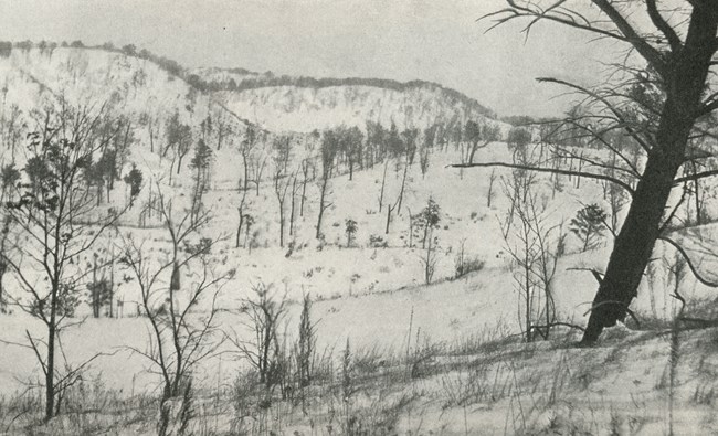 Large, forested sand dunes in winter with bare trees and a blanket of snow