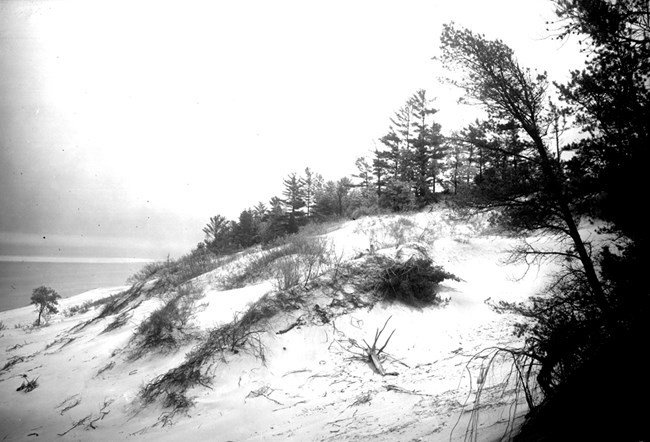 Historic black and white photo of a coastal dune along Lake Michigan. Sparse vegetation clumps and trees grow out of the bright sands.