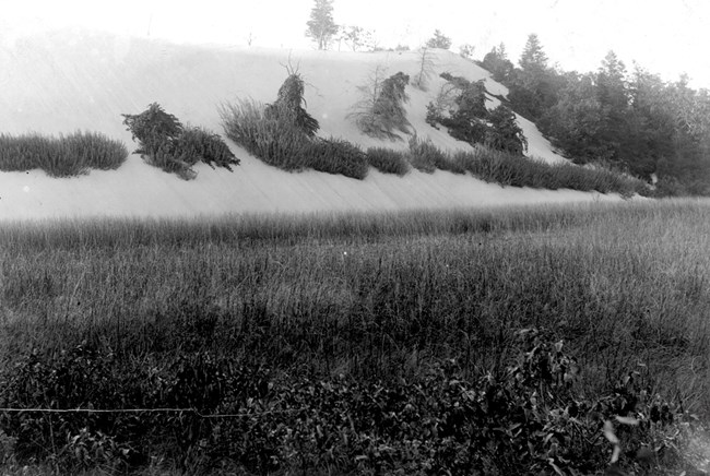 Historic black and white image of a dune advancing over a wetland. Vines climb the steep back side of the loose sand.