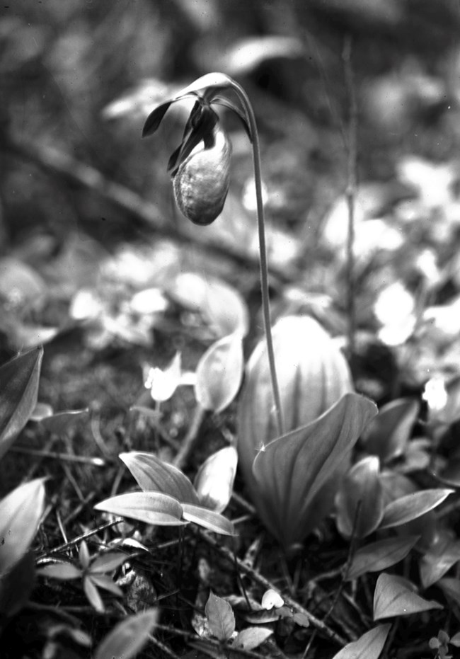 Historic black and white photo of a pink lady slipper orchid at Cowles Bog.