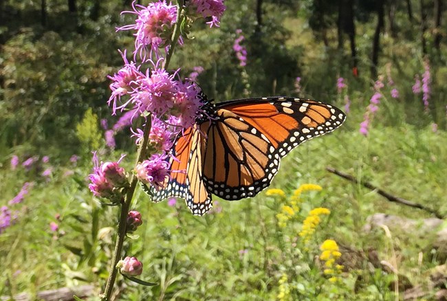 Photo of Monarch Butterfly at Indiana Dunes National Park.