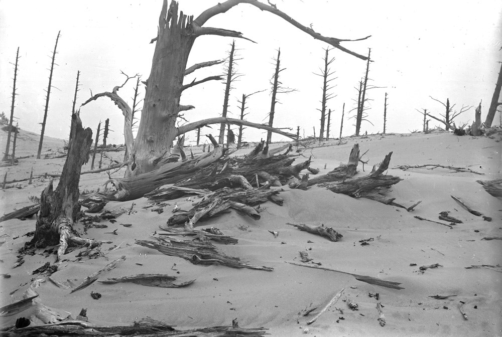 Historic black and white photograph depicting dead, bark-less white pine trees on a dune