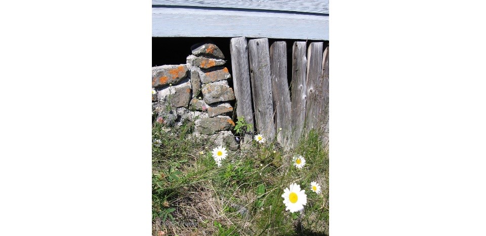 A photograph shows long grass with daisies up against a stone and wood foundation of a building