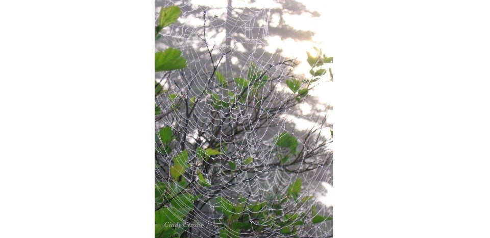 A photograph shows a background of forest and fog with a damp spiderweb in the foreground