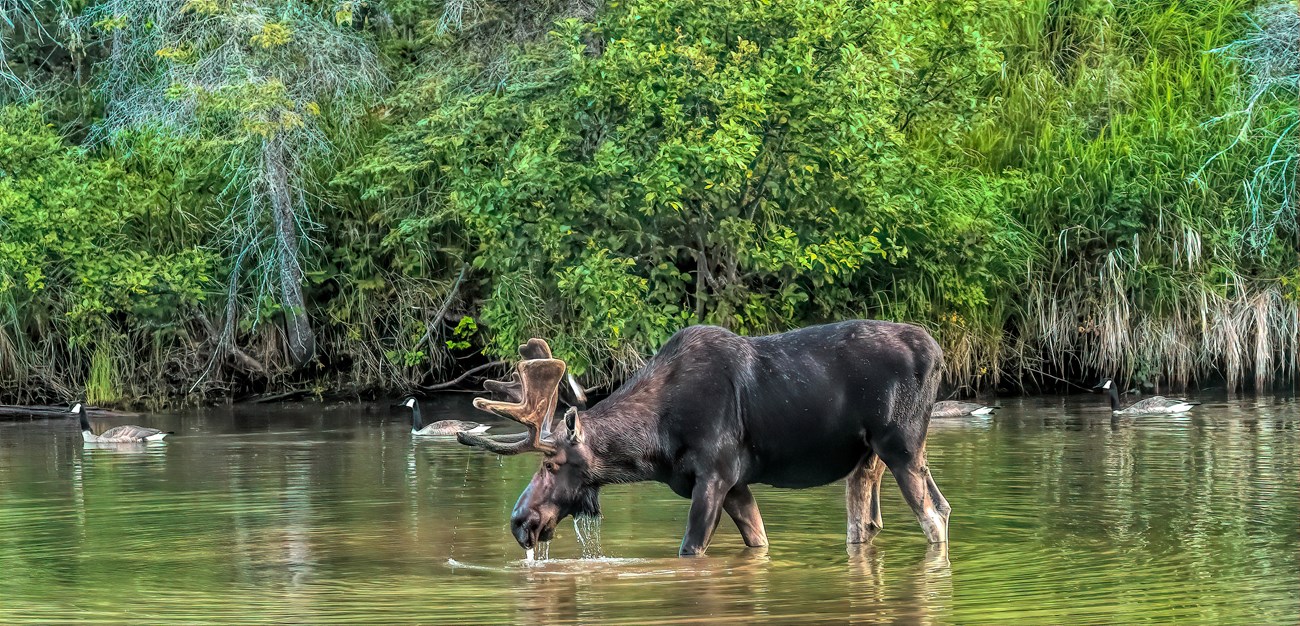 A large bull moose standing in a creek.