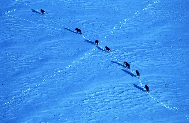 An aerial view of wolves walking across snow and ice in a line.