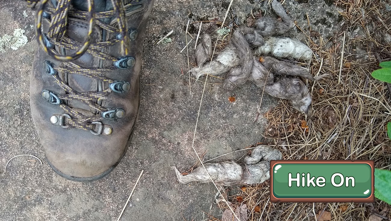 A booted foot next to hairy wolf scat.