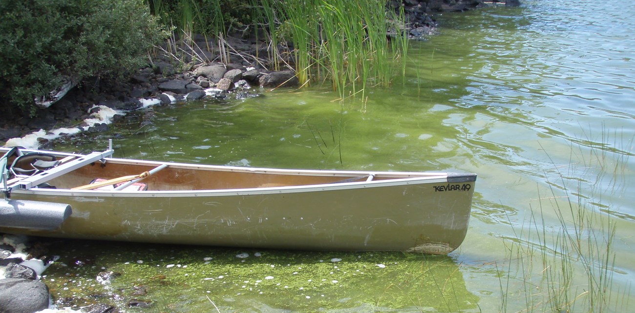 A tan canoe in a lake with a bright green algae bloom affecting the water.
