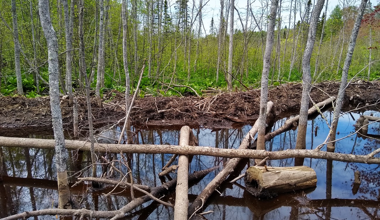 A beaver dam and pond at the edge of a forest.