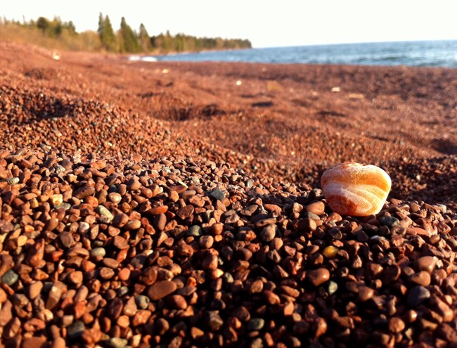 A shiny agate with shades of orange, white, and tan, on a rocky beach.