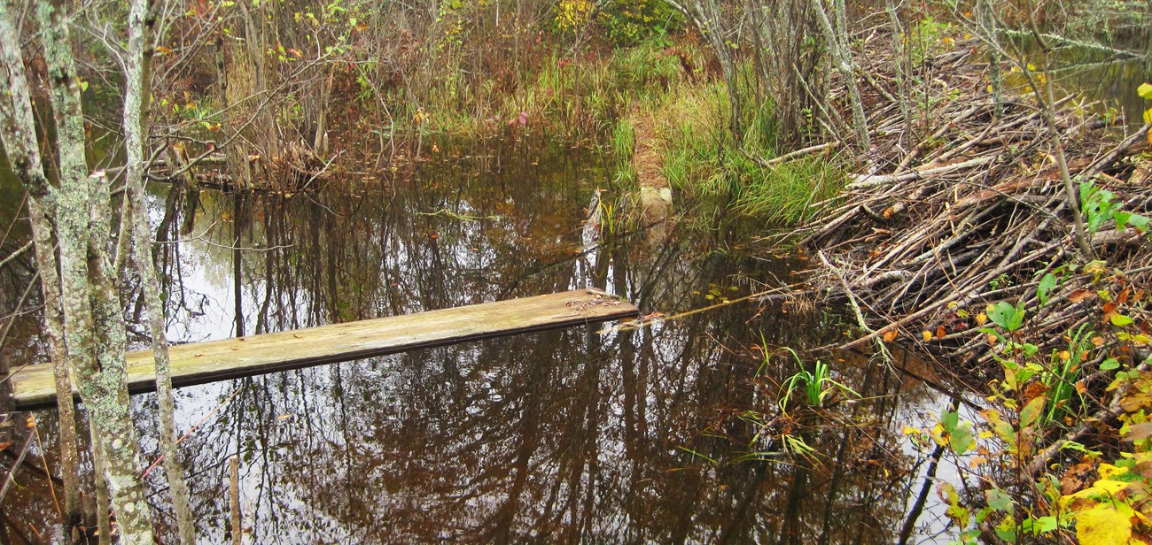 A wooden boardwalk plank floats in a beaver pond next to a beaver pond.