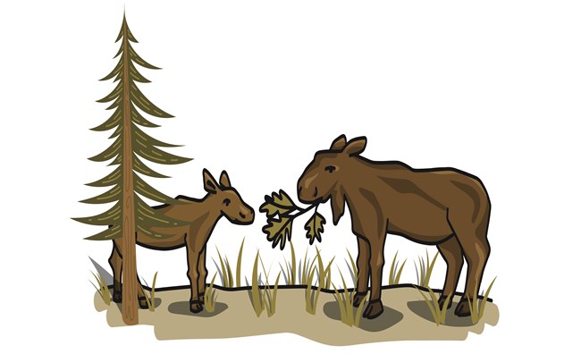 A cartoon of a cow moose and a calf moose eating leaves.