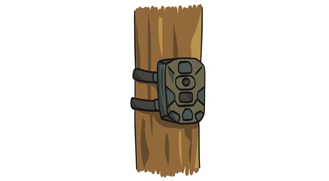 Cartoon of a wildlife camera strapped to a tree.