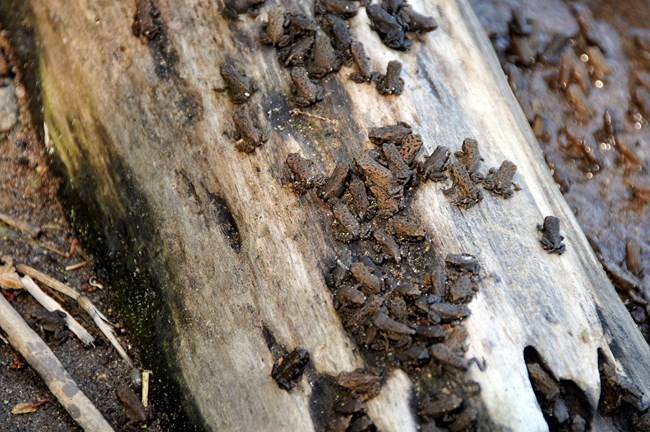 A group of small brown American toads on a log together near the water.