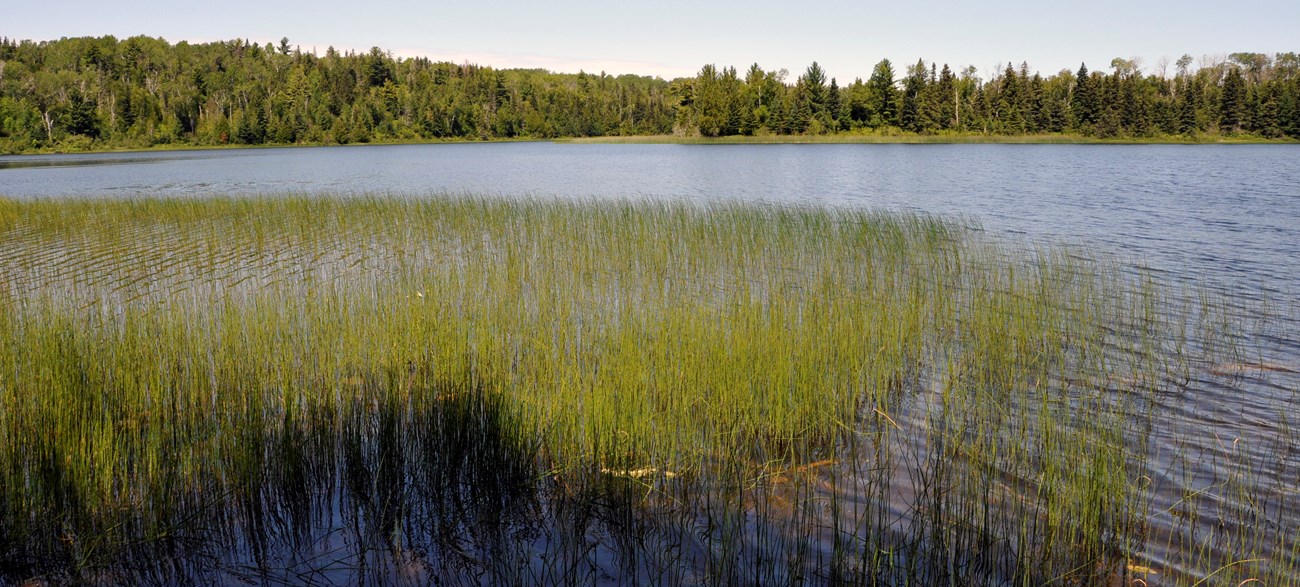 A grassy lake.